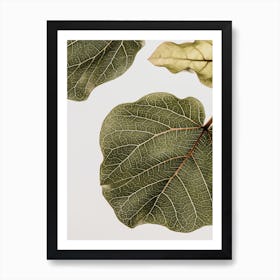 Abutifolia 02 Art Print