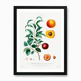 Inside Part Of Apricot, Pierre Joseph Redoute Art Print