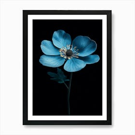 Blue Anemone Art Print