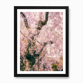 Cherry blossoms in Kyoto Art Print