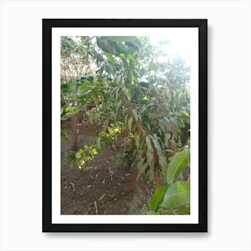 Tree In The Garden Art Print