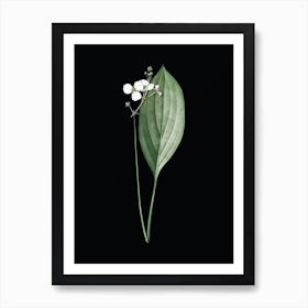 Vintage Bulltongue Arrowhead Botanical Illustration on Solid Black n.0145 Art Print