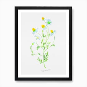 Chamomile watercolor artwork Art Print