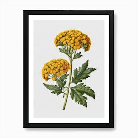 Chamomile 3 Art Print