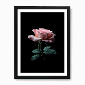 Pink Rose On Black Background 28 Art Print