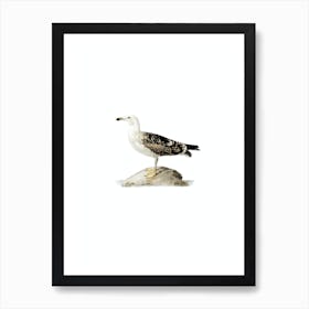 Vintage Great Black Backed Gull Bird Illustration on Pure White Art Print