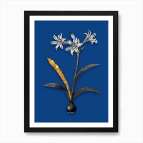 Vintage Amaryllis Black and White Gold Leaf Floral Art on Midnight Blue n.0313 Art Print
