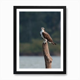 Osprey On Log Art Print