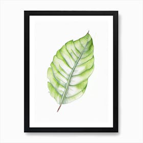 Banana Leaf Illustration Art Print