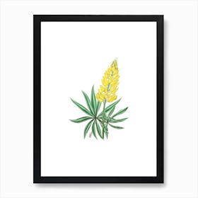 Vintage Yellow Perennial Lupine Botanical Illustration on Pure White n.0662 Art Print