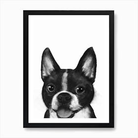 Boston Terrier Art Print