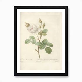 Rose Illustration, Pierre Joseph Redoute (35) Art Print