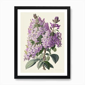 Lilac Floral 3 Botanical Vintage Poster Flower Art Print