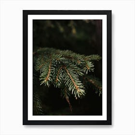 Close Up Of A Pine Branch Art Print