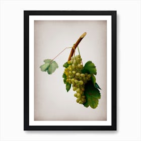 Vintage Grape Vine Botanical on Parchment n.0677 Art Print