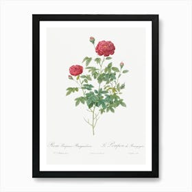 Burgundy Cabbage Rose, Pierre Joseph Redoute 1 Art Print