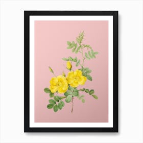 Vintage Yellow Sweetbriar Roses Botanical on Soft Pink n.0768 Art Print