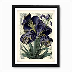 Iris Floral 3 Botanical Vintage Poster Flower Art Print