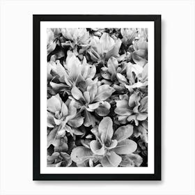 Black And White Flowers 1 Art Print