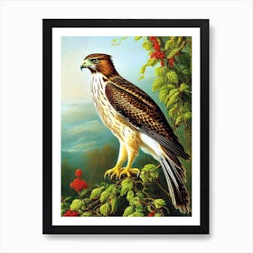 Red Tailed Hawk Haeckel Style Vintage Illustration Bird Art Print