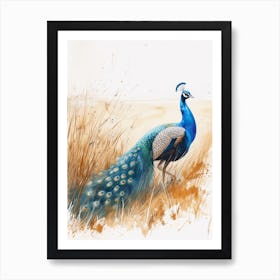 Watercolour Peacock In The Grass Art Print