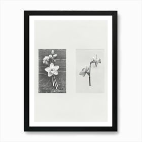 Daffodil Flower Photo Collage 7 Art Print