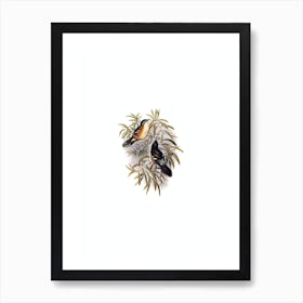 Vintage Great Acanthiza Scrubtit Bird Illustration on Pure White n.0026 Art Print