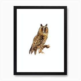 Vintage Long Eared Owl Bird Illustration on Pure White n.0146 Art Print