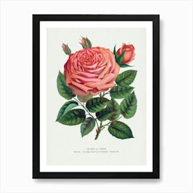 Vintage Botanical Pink Rose, Glorie De Dijon Lithograph Art Print _2697909 Poster