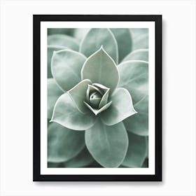 Succulent Flower Art Print