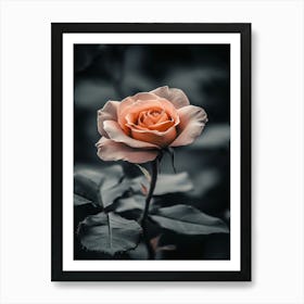 Rose In Black And White Art Print