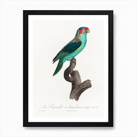 The Musk Lorikeet From Natural History Of Parrots, Francois Levaillant Art Print