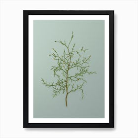 Vintage Sictus Tree Botanical Art on Mint Green n.0014 Art Print