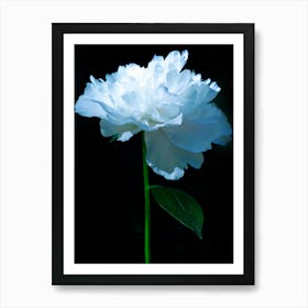 Peonies Flower 3 Botanical Art Print Art Print