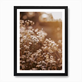 Dried White Flowers Art Print