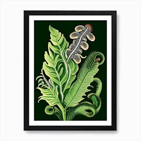 Hart's Tongue Fern Wildflower Vintage Botanical 1 Art Print