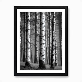 Birch Forest 96 Art Print