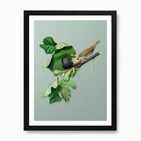 Vintage Fig Branch with Bird Botanical Art on Mint Green n.0651 Art Print