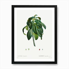 Spurge Laurel, Pierre Joseph Redoute Art Print