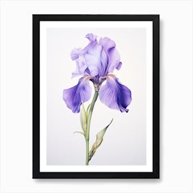 Irises Flower Vintage Botanical 0 Art Print