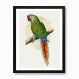 Parrot 18 Art Print