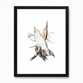 Vintage Blood Stained Cockatoo Bird Illustration on Pure White n.0374 Art Print