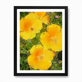 California Poppies Art Print