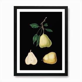 Abwvl Vintage Pear Botanical Illustration On Solid Black N Art Print