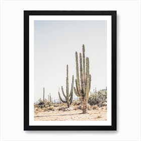 Towering Saguaro Cactus Art Print