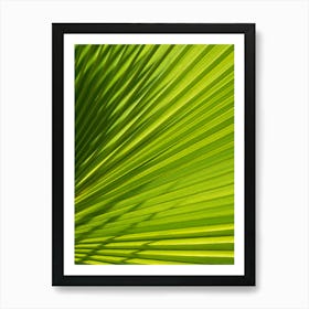 Green palm leaf texture and shadows Art Print