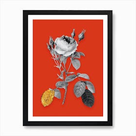 Vintage Double Moss Rose Black and White Gold Leaf Floral Art on Tomato Red n.1029 Art Print