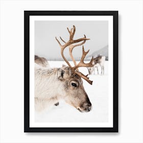 Reindeer In Norway Art Print