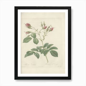 Rose Illustration, Pierre Joseph Redoute (76) Art Print