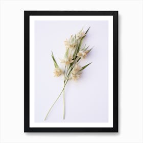 Pressed Wildflower Botanical Art Wild Leek 1 Art Print